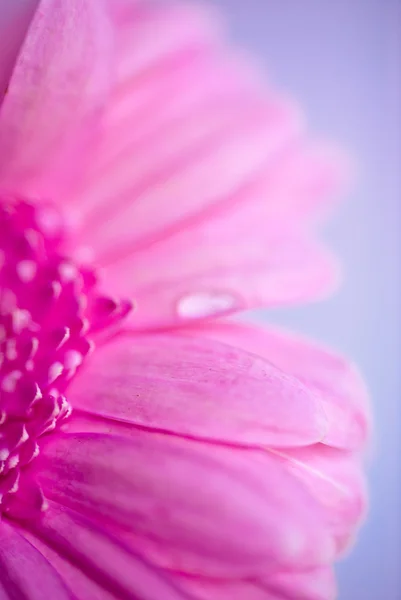 Foto primo piano di gerbera rosa margherita — Foto Stock