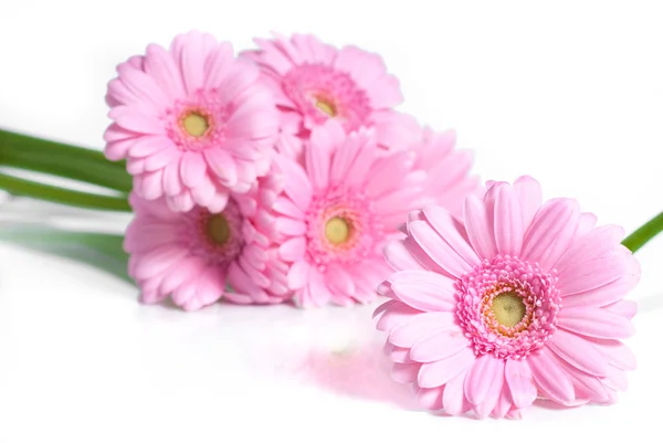 분홍색 거 베라 꽃 — 스톡 사진
