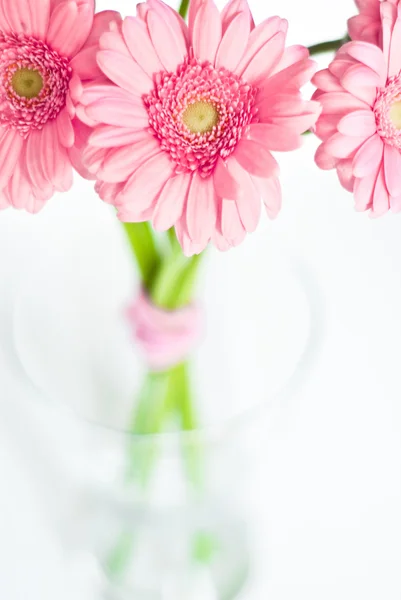 Pembe gerbera çiçekleri — Stok fotoğraf