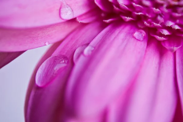 Фото крупным планом розовой маргаритки Герберы — стоковое фото