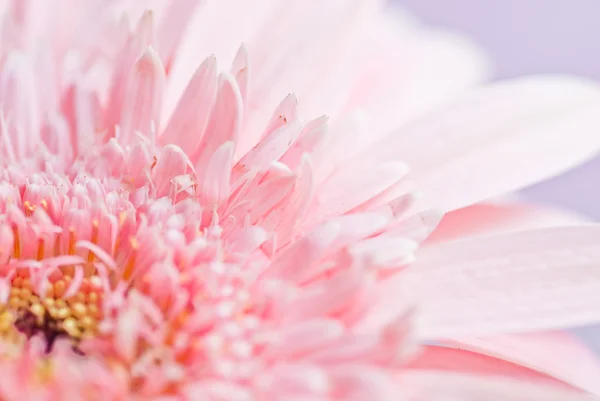 Foto primo piano di gerbera rosa margherita — Foto Stock