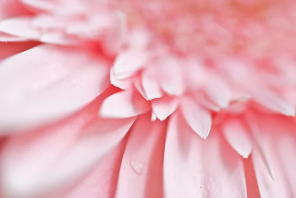 Foto primo piano di gerbera rosa margherita — Foto Stock