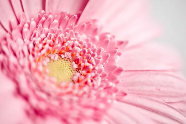 Gros plan de la marguerite rose gerbera — Photo