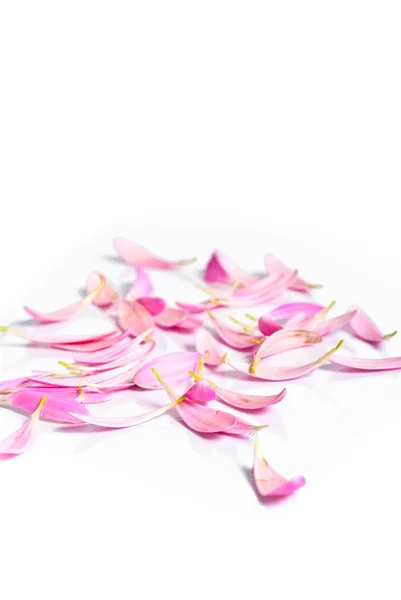 Boeket van roze bloemen — Stockfoto