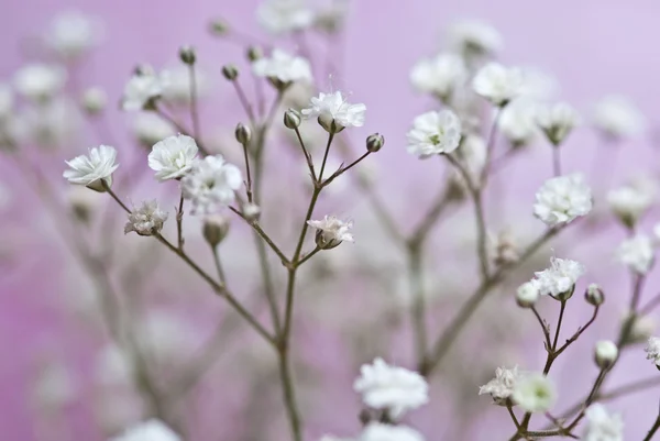 White flower in garden — Stock Photo, Image