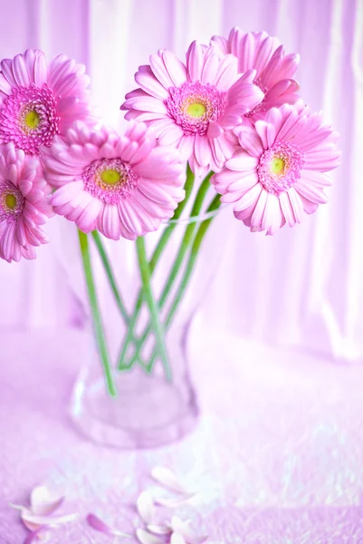 분홍색 거 베라 꽃 — 스톡 사진