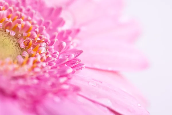 Nahaufnahme Foto von rosa Gänseblümchen Gerbera — Stockfoto