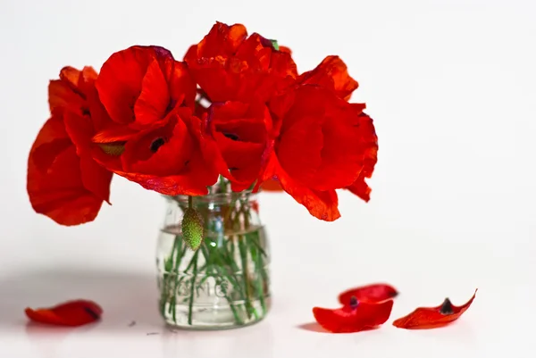 Red poppy — Stock Photo, Image