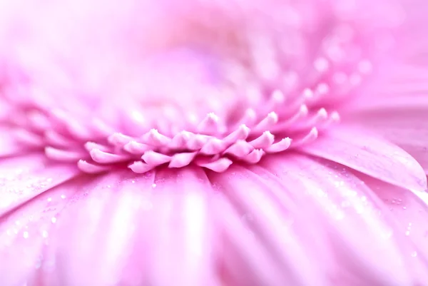 Daisy pembe gerbera ait closeup fotoğraf — Stok fotoğraf