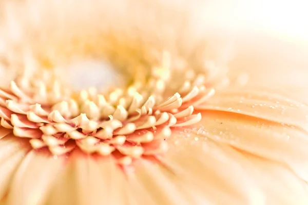 Närbild foto av daisy gerbera — Stockfoto