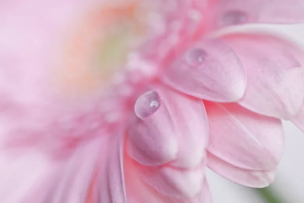 Close-up foto van roze daisy gerbera — Stockfoto