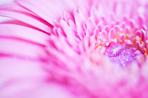 Foto de primer plano de la gerbera de margarita rosa — Foto de Stock