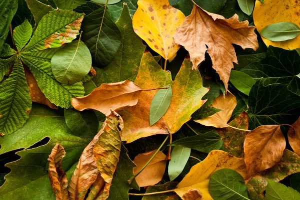 葉の秋の背景 — ストック写真