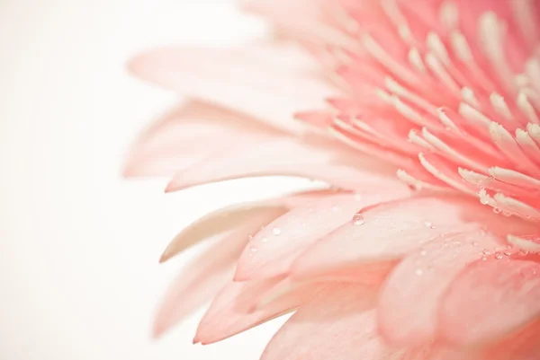 Closeup photo of pink daisy gerbera — Stock Photo, Image
