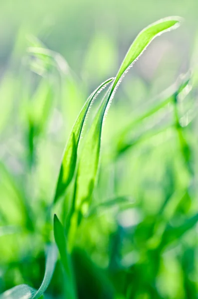 Green grass background — Stock Photo, Image