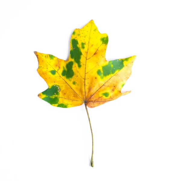 Autumn leaves — Stock Photo, Image