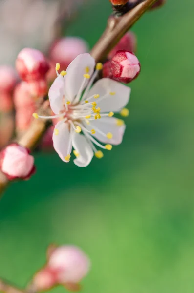 Beau cerisier — Photo
