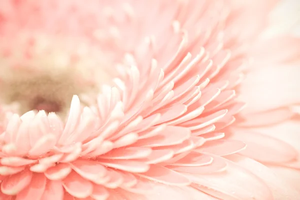 Pink daisy-gerbera — Stockfoto