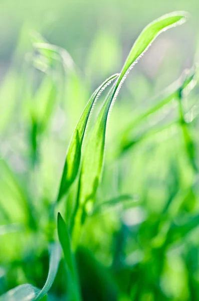 緑の草の背景 — ストック写真