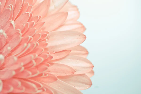 Close-up foto van roze daisy gerbera — Stockfoto