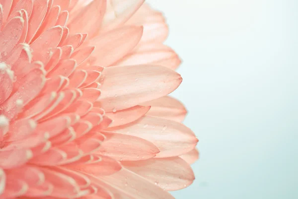 Daisy pembe gerbera ait closeup fotoğraf — Stok fotoğraf