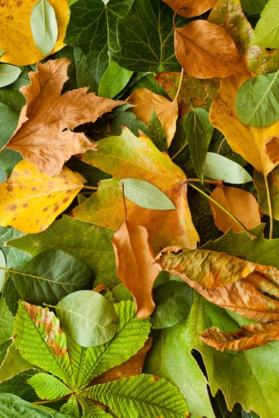 Hojas de fondo otoño —  Fotos de Stock