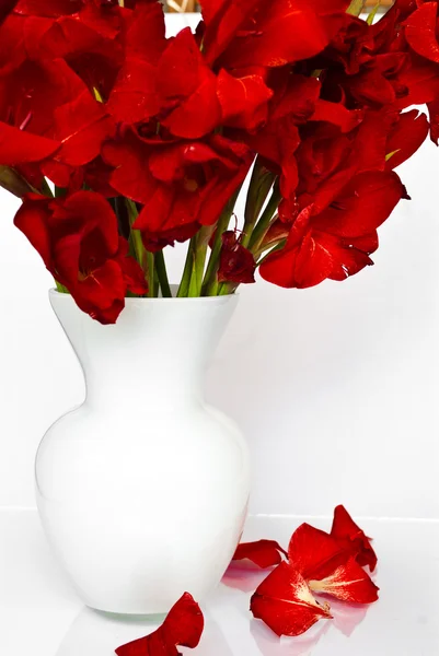 Red flower — Stock Photo, Image