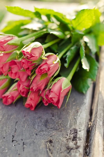Jarní růže parta — Stock fotografie