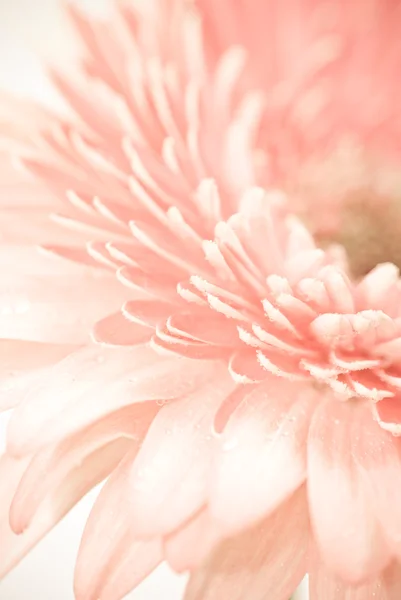 Daisy pembe gerbera ait closeup fotoğraf — Stok fotoğraf