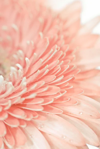 Vértes fénykép, gerbera százszorszép rózsaszín — Stock Fotó