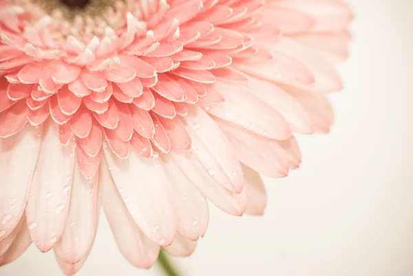 Gros plan de la marguerite rose gerbera — Photo