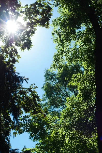 Green oak tree — Stock Photo, Image