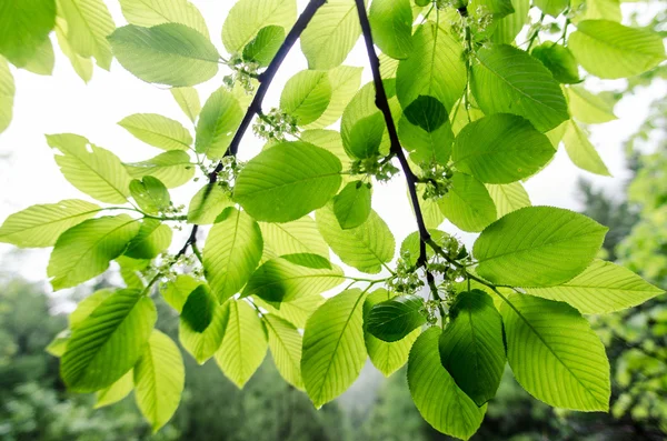 Leaves — Stock Photo, Image