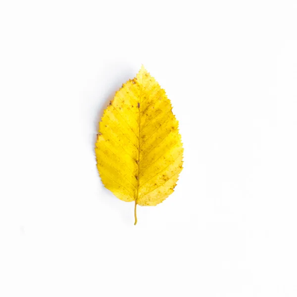 Autumn leaves — Stock Photo, Image