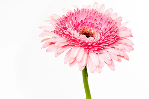 Gros plan de la marguerite rose gerbera — Photo