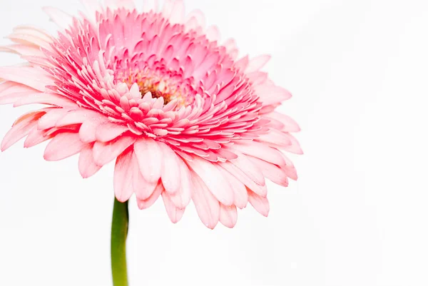 Foto primo piano di gerbera rosa margherita — Foto Stock