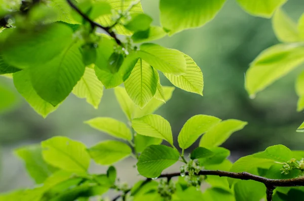 Leaves — Stock Photo, Image