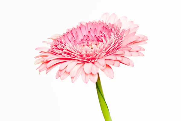 Foto primo piano di gerbera rosa margherita — Foto Stock