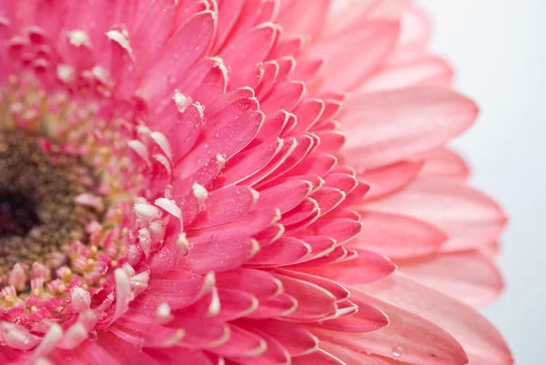 Daisy pembe gerbera ait closeup fotoğraf — Stok fotoğraf