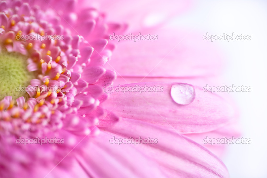 Closeup of pink gerbera flower with water droplets