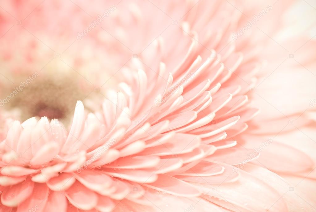 Pink daisy-gerbera