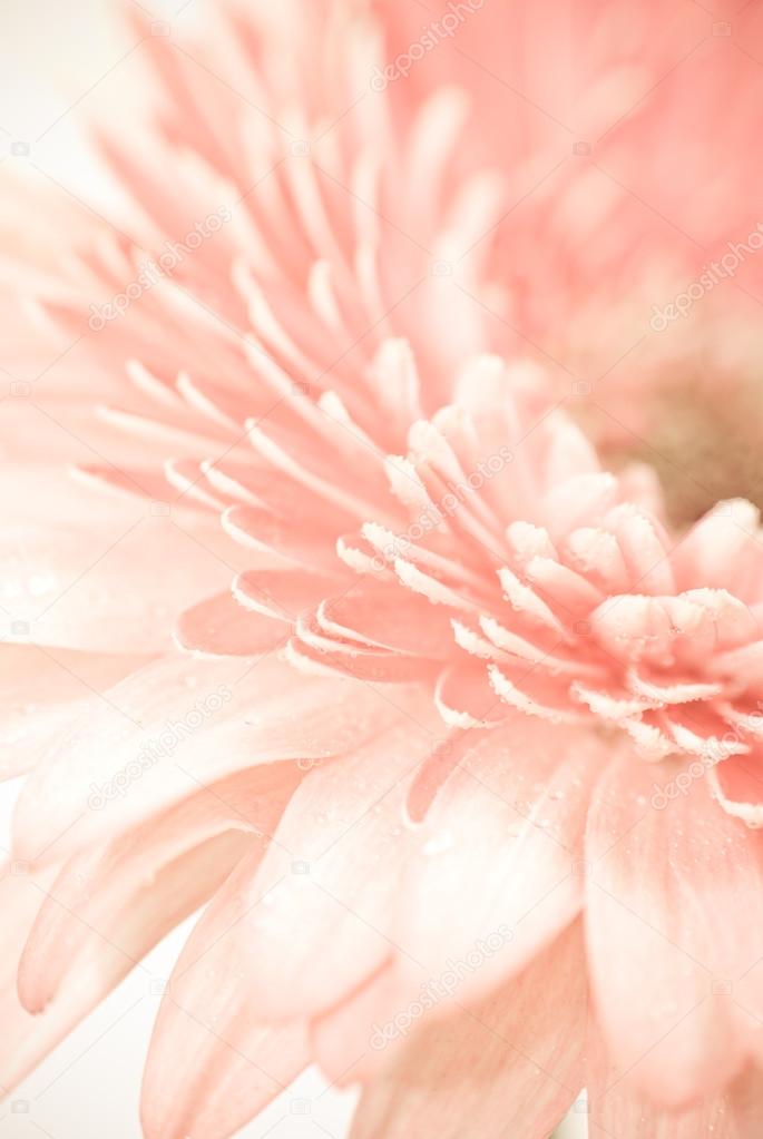 Closeup photo of pink daisy gerbera