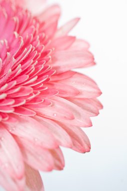 daisy pembe gerbera ait closeup fotoğraf