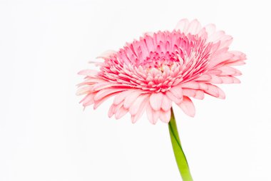 daisy pembe gerbera ait closeup fotoğraf