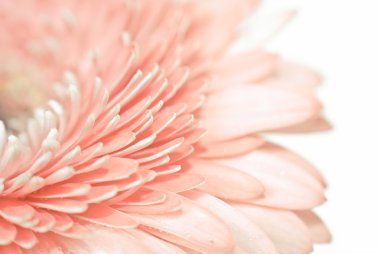 daisy pembe gerbera ait closeup fotoğraf