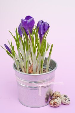 Güzel bahar crocus çiçekleri (Paskalya kompozisyon)