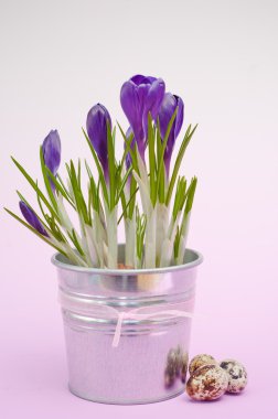 Güzel bahar crocus çiçekleri (Paskalya kompozisyon)