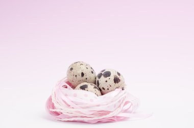 Yuvada bıldırcın yumurtası