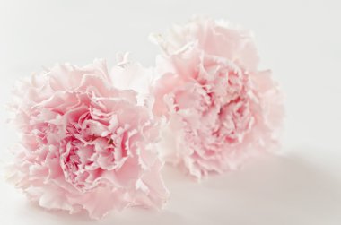 pembe çiçekler