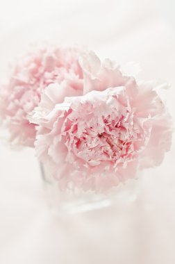 pembe çiçekler